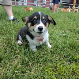 Corgi puppy Infront of the barn Corgi puppy Infront of the barn