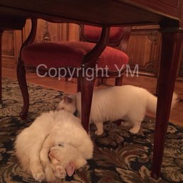 Hotel Resident cats  !!