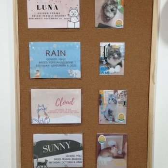 Angeles Meow Time - Cafes Near Me - Angeles, PAM