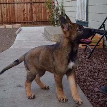 The Canine Mind - Pet Training Near Me - Salt Lake City, Utah The Canine Mind - Pet Training Near Me - Salt Lake City, Utah