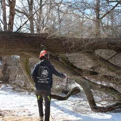 Terra Shape Tree