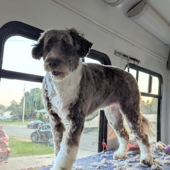 Fluff Pet Parlor - Pet Groomers Near Me - Spokane, Washington Fluff Pet Parlor - Pet Groomers Near Me - Spokane, Washington