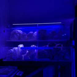 Coral Logic Aquariums