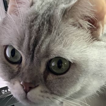 Tech Vet - cat sniff test - IT Services & Computer Repair Near Me - Lake Forest, California Tech Vet - cat sniff test - IT Services & Computer Repair Near Me - Lake Forest, California