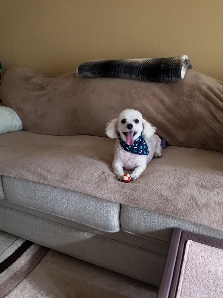 HAPPY TAILS DOG GROOMING Updated September 2024 10 Photos & 23