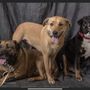 Photo of Horse & Hound Veterinary Clinic