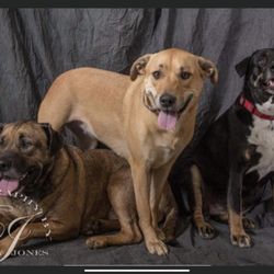 Horse & Hound Veterinary Clinic