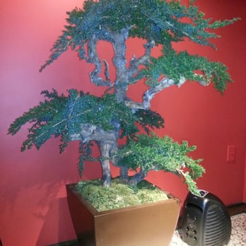 Benihana - Beaverton - Forgot the name of this plant, but one of my faves! - Sushi Bars Near Me - Beaverton, Oregon