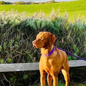 Roy's at Pebble Beach - Our Grand Champion Vizsla - Davis Da Silva enjoying the scenery outside of Roy's Pebble Beach. - Asian Fusion Near Me - Pebble Beach, California Roy's at Pebble Beach - Our Grand Champion Vizsla - Davis Da Silva enjoying the scenery outside of Roy's Pebble Beach. - Asian Fusion Near Me - Pebble Beach, California