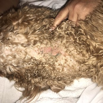 My Dog - Pet Groomers Near Me - Miami, Florida