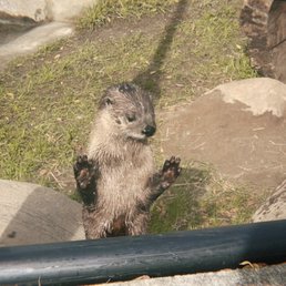 otter otter