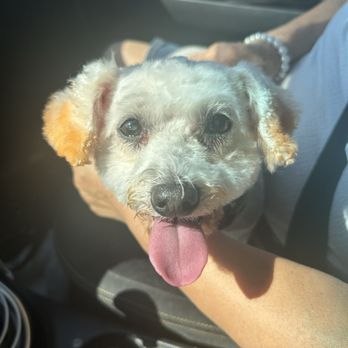 Waggily Ever After Pet Grooming - Pet Groomers Near Me - South Gate, California