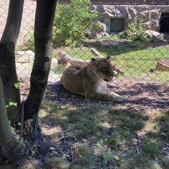 Blank Park Zoo - Lioness - Zoos Near Me - Des Moines, Iowa Blank Park Zoo - Lioness - Zoos Near Me - Des Moines, Iowa