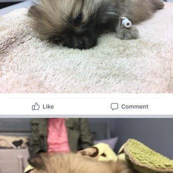 PetSmart Grooming - Pet Training Near Me - Ocala, Florida