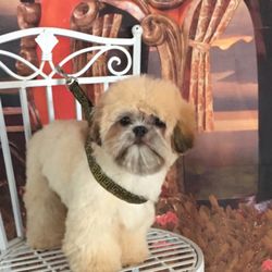 Cinderella Pet Salon - This is a baby ewok does fantastic on the table ! BABIES are so FUN! I just love babies Kisses! what a delight
