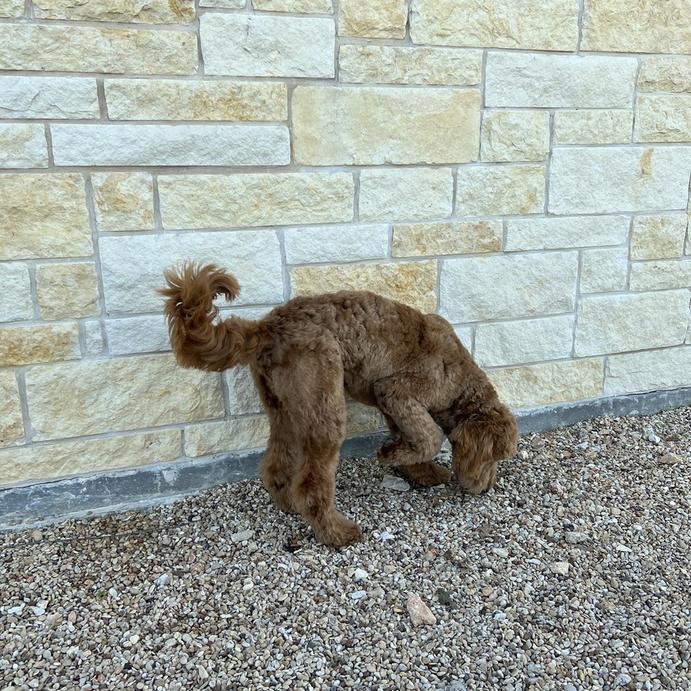 The Dog Spot - After picture - Pet Groomers Near Me - Salado, Texas The Dog Spot - After picture - Pet Groomers Near Me - Salado, Texas