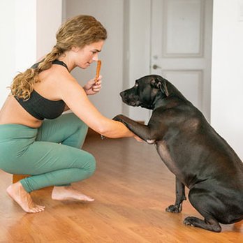 Karma Dog Training - Pet Training Near Me Karma Dog Training - Pet Training Near Me