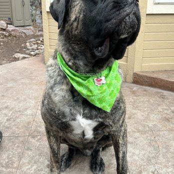 Zuzu's Pet spa - Eddie - Pet Groomers Near Me - Colorado Springs, Colorado Zuzu's Pet spa - Eddie - Pet Groomers Near Me - Colorado Springs, Colorado