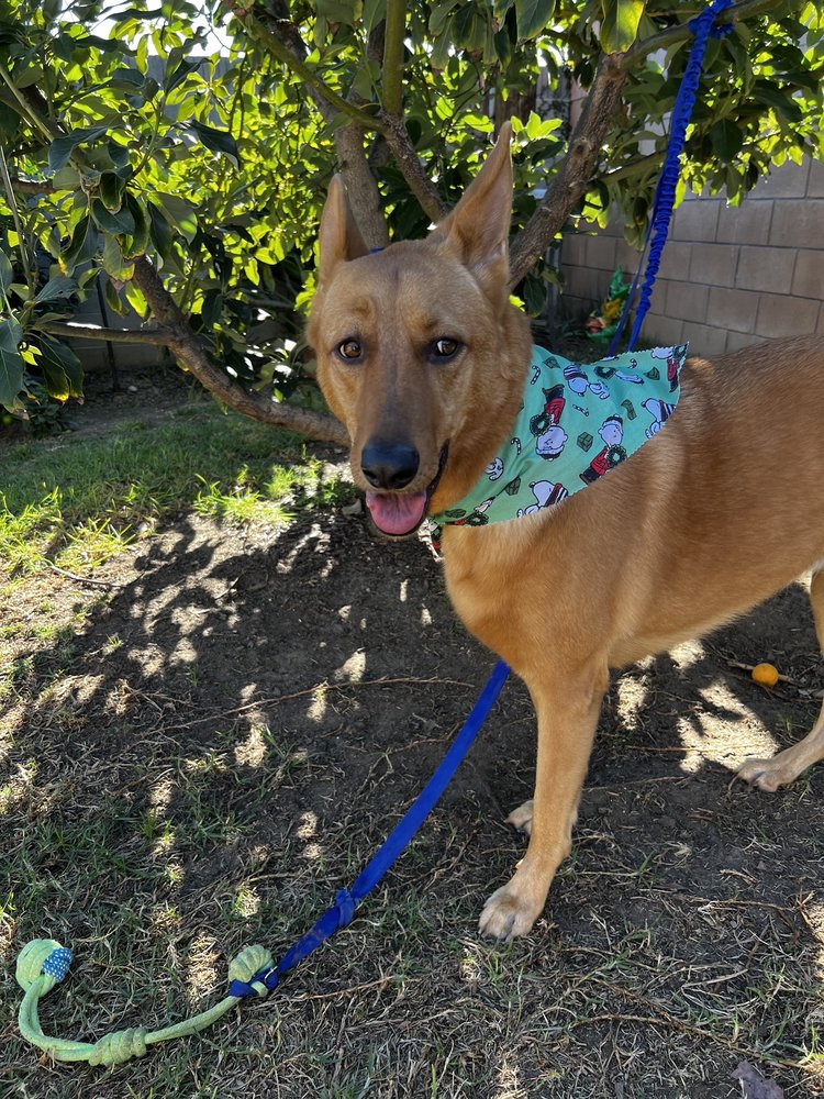 BOOP SNOOTS MOBILE GROOMING Updated September 2024 46 Photos & 29