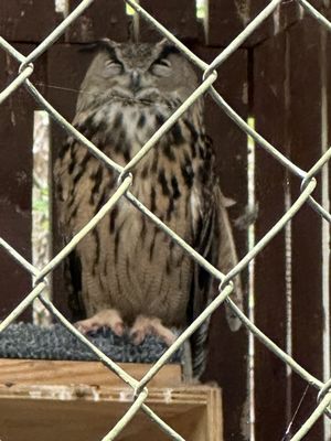 Carolina Raptor Center by null