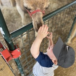 North Texas Safari Park - Petting a baby camel.