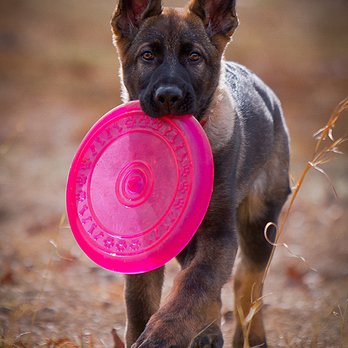 Augusta K9 Center - Dog Walkers Near Me - Staunton, Virginia