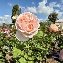 Guerrero Rose Farm Nursery - Princess Charmaine de Monaco