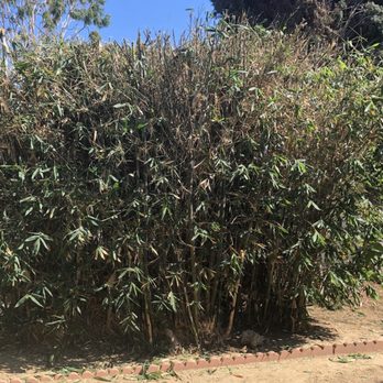 Novoa Tree Service - Bamboo trimmed - Tree Services Near Me Novoa Tree Service - Bamboo trimmed - Tree Services Near Me