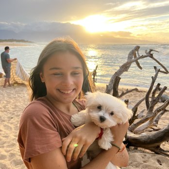 Oahu_Puppies - A match made in heaven - Pet Breeders Near Me Oahu_Puppies - A match made in heaven - Pet Breeders Near Me