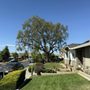 Photo of Guerreros Tree Service