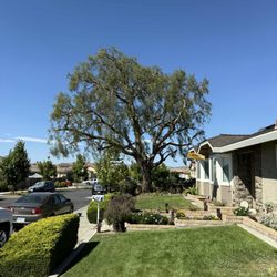 Guerreros Tree Service - Pepper tree after the crown reduction and clearing of small branches.