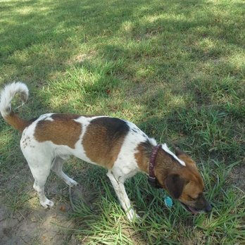 Partnership Park - Investigator Pocky - Dog Parks Near Me - Pasadena, Texas