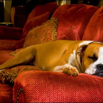 Karma Dog Training - Pet Training Near Me - Carrollton, Texas