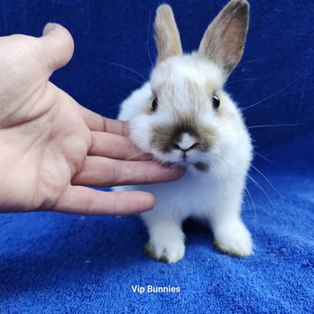 Lapins Vip Bunnies - Pet Breeders Near Me Lapins Vip Bunnies - Pet Breeders Near Me