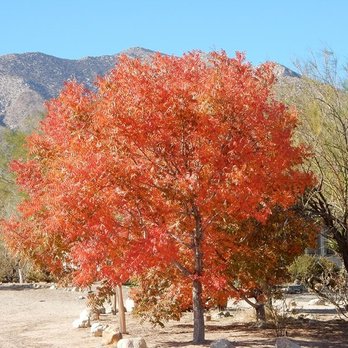 Borrego Valley Realty - 7542 Gunslinger Trl Julian, CA 92036 2BR 1.5BA on 1 fenced acre. $199,000 - Real Estate Services Near Me - Borrego Springs, California Borrego Valley Realty - 7542 Gunslinger Trl Julian, CA 92036 2BR 1.5BA on 1 fenced acre. $199,000 - Real Estate Services Near Me - Borrego Springs, California