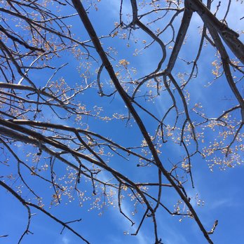 P & C Nursery - Beautiful trees - Nurseries & Gardening Near Me - Corona, California P & C Nursery - Beautiful trees - Nurseries & Gardening Near Me - Corona, California