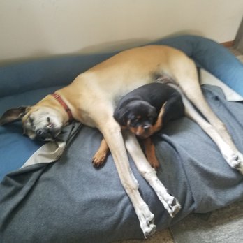 Bolles Rottweilers - Hank likes to sleep with his big brother Bo - Pet Breeders Near Me - Warrensburg, Missouri Bolles Rottweilers - Hank likes to sleep with his big brother Bo - Pet Breeders Near Me - Warrensburg, Missouri