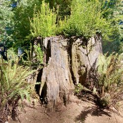 The Ramblin' Redwoods Campground