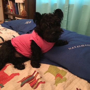 Broward Veterinary Specialists - AKC certified pedigree, service animal, little miss Natalie Ann - Veterinarians Near Me - Hollywood, Florida Broward Veterinary Specialists - AKC certified pedigree, service animal, little miss Natalie Ann - Veterinarians Near Me - Hollywood, Florida