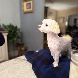 Paw Paw Pet Studio