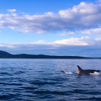 Outer Island Expeditions - Amazing day with Sky our Captain. We saw several pods and 30-40 Orcas, we watched them mate, sky hop, and porpoise. - Fishing Near Me - Eastsound, Washington