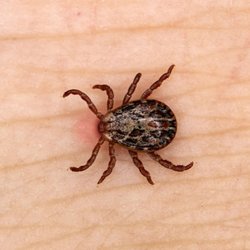 Precision Pest Control