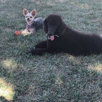 Desert Breeze Dog Park - Abby made a friend - Dog Parks Near Me - Las Vegas, Nevada Desert Breeze Dog Park - Abby made a friend - Dog Parks Near Me - Las Vegas, Nevada