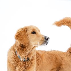 The Dog Blog - Sydney Wallace posing for the camera!