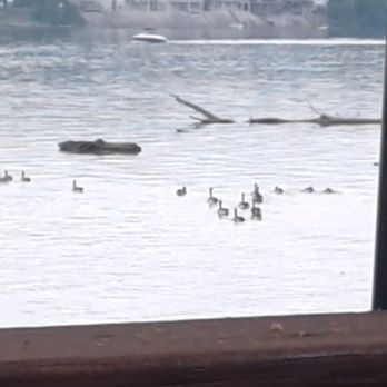 Captains Quarters Riverside Grille - Terrible pic, but those are ducks! Haha - Seafood Near Me - Prospect, Kentucky Captains Quarters Riverside Grille - Terrible pic, but those are ducks! Haha - Seafood Near Me - Prospect, Kentucky