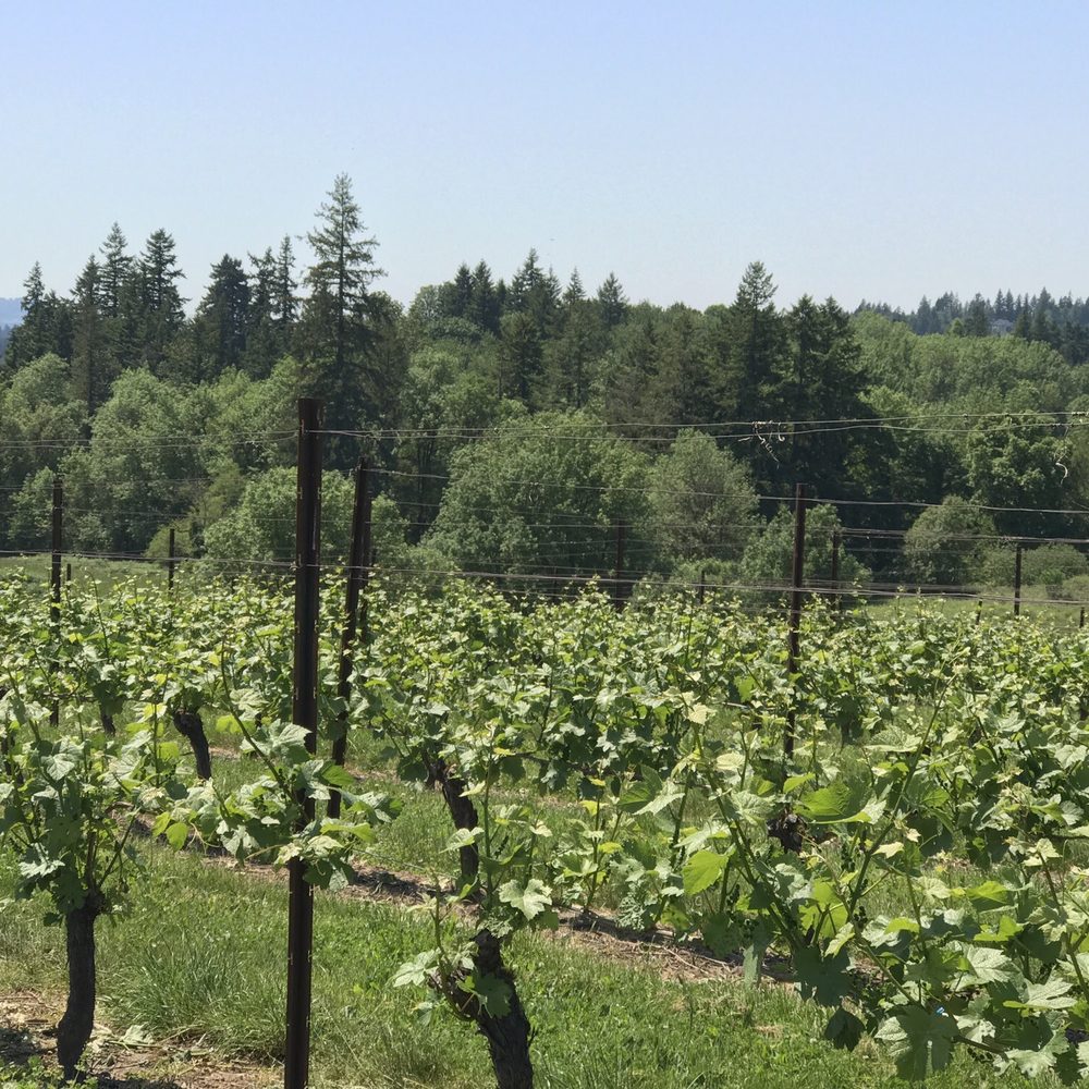 Oswego Hills Winery - Wineries Near Me - West Linn, Oregon Oswego Hills Winery - Wineries Near Me - West Linn, Oregon