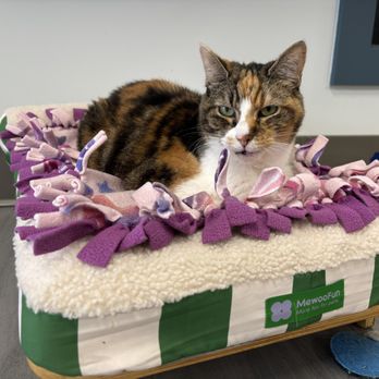 Kitty Brew Cat Cafe - Pet Adoption Near Me - Mason, Ohio
