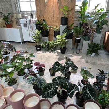 LV Plant Collective - Nurseries & Gardening Near Me - Las Vegas, Nevada LV Plant Collective - Nurseries & Gardening Near Me - Las Vegas, Nevada
