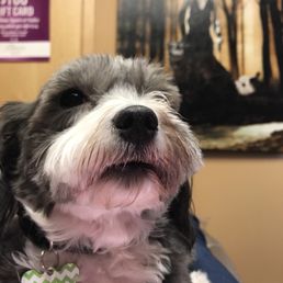 Comfort dogs - hypoallergenic Havanese- keep you company if you like. This one is Kimmie!