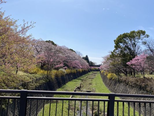 Showa Kinen Park by null